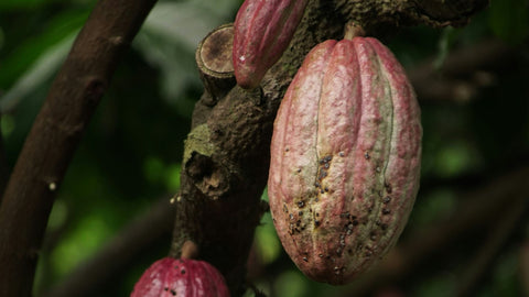 Why Coffee Tastes Like Chocolate (Without Any Chocolate)